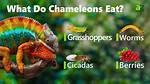 Rudis Chameleon: Traits, History, Food & Care (With Pictures)