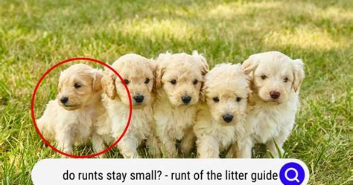 Runt of the Litter: What It Means, Health Implications & Faqs