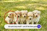 Runt of the Litter: What It Means, Health Implications & Faqs