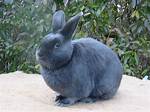 Satin Rabbit Breed: Info, Pictures, Traits, & Facts