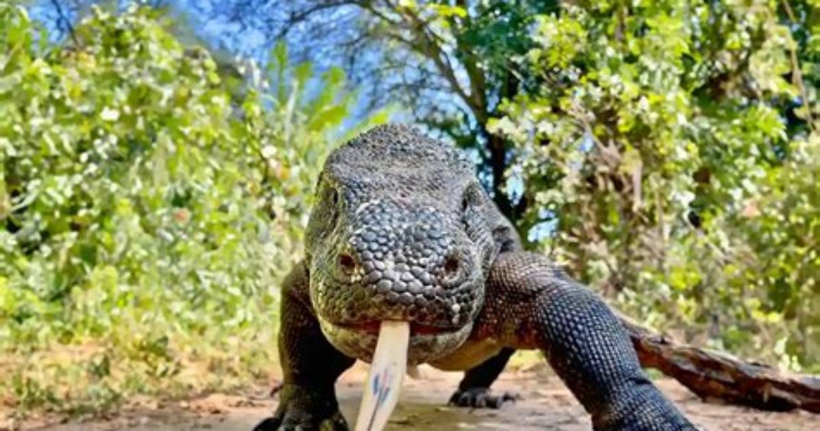 Scare in Mexico: Komodo Dragon Caught in Middle of Downtown Area After Devouring Woman's Cat