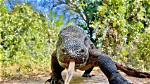 Scare in Mexico: Komodo Dragon Caught in Middle of Downtown Area After Devouring Woman's Cat