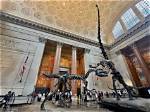 Scene at a Natural History Museum | Unveiling Earth Time Capsule