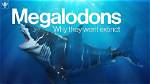 Scientists Have Found Why Megalodon Went Extinct