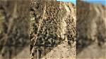 Scientists Were "Flabbergasted" to Discover Intricate Dinosaur Tracks Covering a Cliff in Alaska
