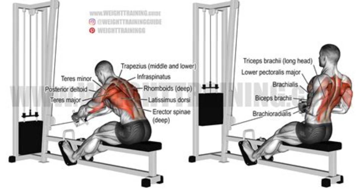 Seated Cable Row Exercise Guide