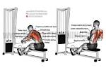 Seated Cable Row Exercise Guide