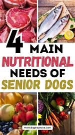 Senior Dogs: Diet & Nutritional Needs (2024 Guide) | Pangovet