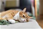 Should You Isolate a Cat with Uri? (Upper Respiratory Infection)