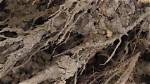 Soil, Fungi and Chthonic Communication