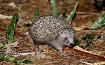 Southern White-Breasted Hedgehog: Pictures, Info, Care Guide & Traits