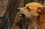Stopping Aggressive Behavior in Dogs - Humane & Proven Tips
