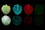 Study Sheds Light on Photosynthesis in Iron-Low Leaves