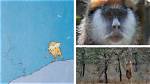 Study: the Lorax Was a Forest Creature, Not an Eco-Cop