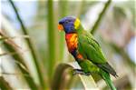 Swainson’s Blue Mountain Lorikeet: Facts, Diet, Care & Pictures