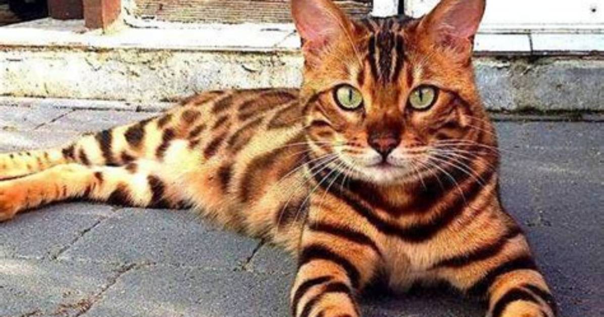 Take a Look at Indian Cat Breeds That Are Popular Around the World
