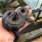 Tentacled Snake: Facts, Info & Care Guide (With Pictures)