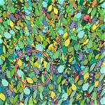Test: Find the Hidden Objects in These 15 Images