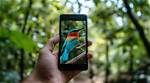 The 6 Best Nature Apps for Identifying Bugs, Stars, Tracks, and Trees