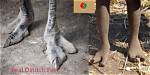 The African Tribe with Ostrich Feet: Why They Only Have Two Toes on Each Foot