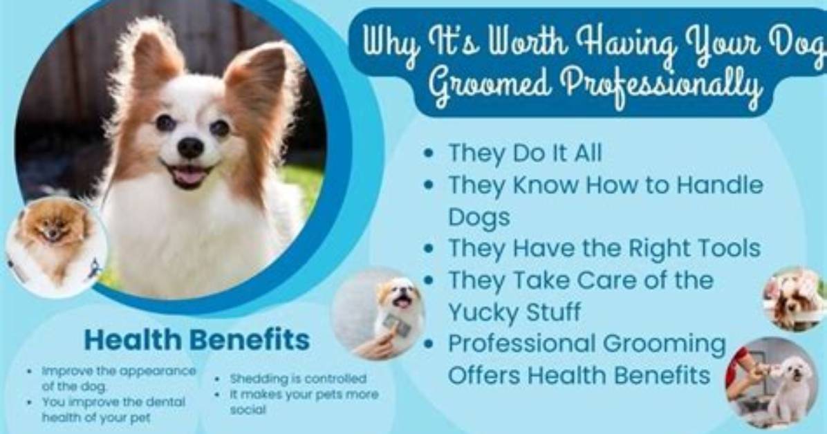 The Benefits of Having Your Dog Groomed at Tail Chasers