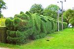 The Dragon Hedge: a 100 Foot Long Dragon-Shaped Topiary