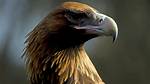 The Dreadful Talons of an Extinct 10-Foot-Long Eagle Could Lift Kangaroos