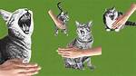 The Missing Cat Mystery Clawing Hollywood, Florida, Apart