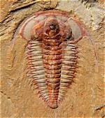 The Oldest Fossils on Earth Revealed!
