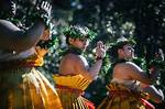 The Race to Protect Hawaii’s Native Forest Birds from Extinction | News, Sports, Jobs