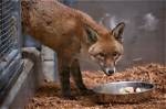 The Sly Fox — Truly Divine