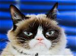 The Story of Cats | Grumpy-Faced Cat Is a Mountain Survivor | Nature
