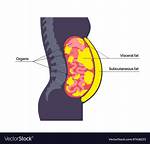 The Visceral Body in Medicine | the Visceral Body in Medicine