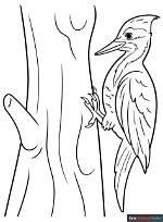 The Woodpecker Page