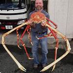 The World’s Largest Land Crab Is Fierce—and Under Threat