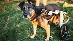 These Adorable Pets Refuse to Let Their Handicaps Keep Them Down