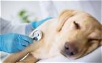 Thrombocytopathies in Dogs: Signs, Care & Treatment