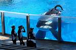 Tilikum the Killer Whale: a Tragic and Violent Life