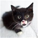 Tinykittens Hq Net Worth, Income and Estimated Earnings of Youtuber Channel