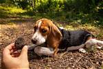 Top 10 Dog Breeds for Truffle Hunting (With Pictures)