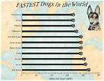Top 10 Fastest Dog Breeds in the World (With Pictures & Info)