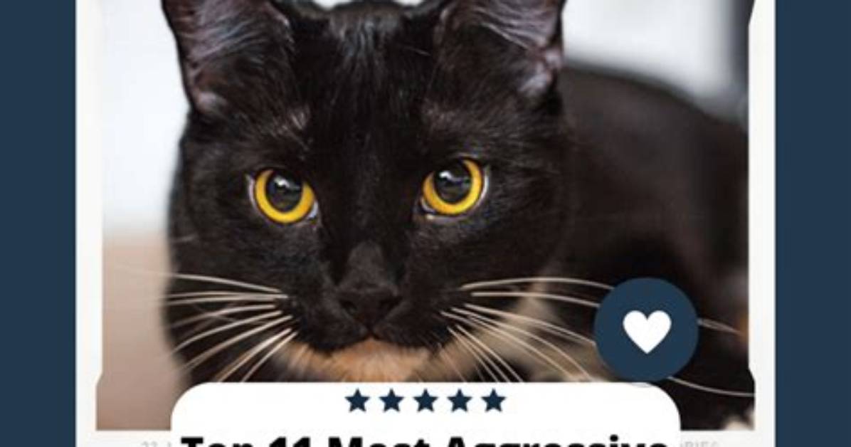 Top 11 Most Aggressive Cat Breeds (With Pictures) | Pangovet