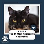 Top 11 Most Aggressive Cat Breeds (With Pictures) | Pangovet