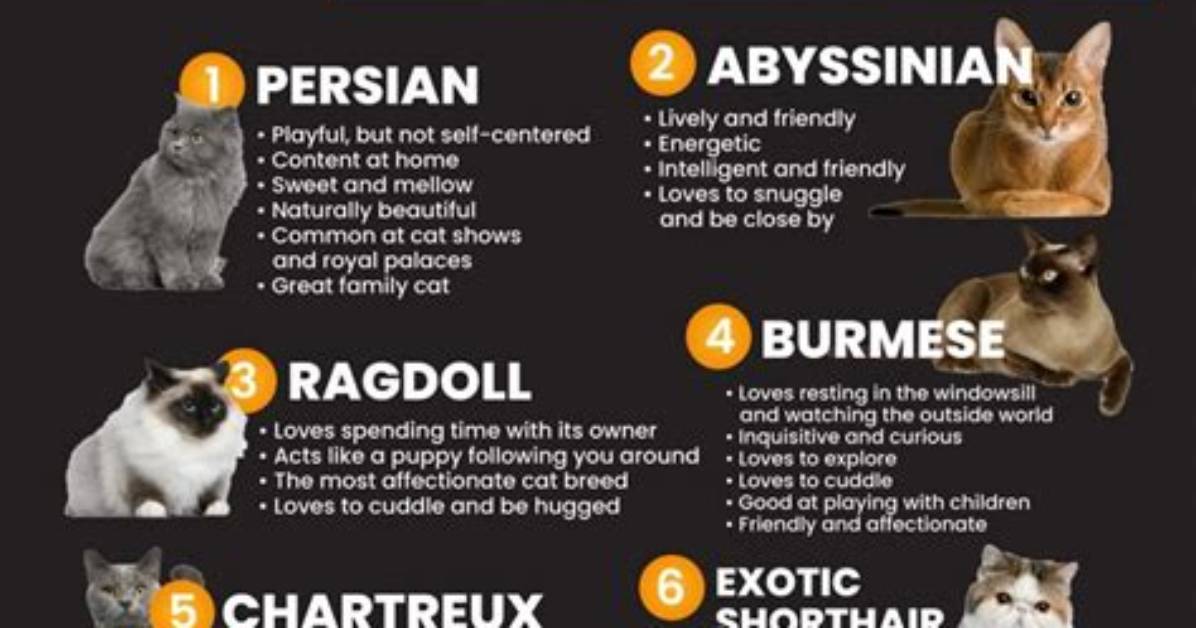 Top 9 Friendliest Cat Breeds - Complete Guide (With Pictures)