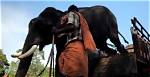 Torture in Captivity Kills More Elephants in Kerala, but Perpetrators Go Scot-Free | Kerala News