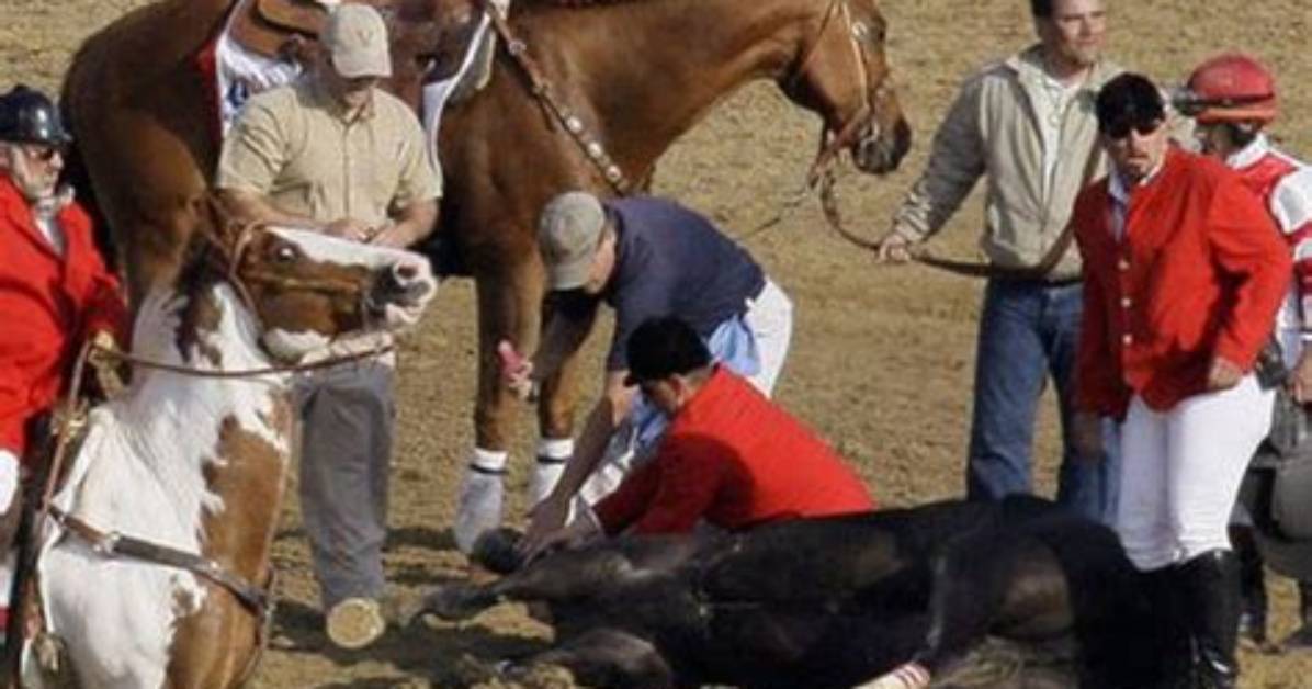 Tragedy Strikes Equestrian World as 3-Year-Old Filly Meets Devastating End at County Fair Marking the 47Th Horse Death in the State