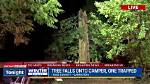 Tree Traps Teen | Free News
