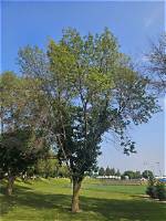 Trees for All | News, Sports, Jobs