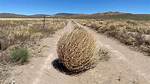 Tumbling Tumbleweed Is an Invasive Species | News, Sports, Jobs