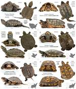 Turtle Identification Guide (With Pictures)